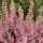 (11/09/2017) Calluna vulgaris 'Anette' (Garden Girls Series) added by Shoot)