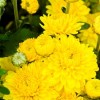Chrysanthemum 'Pennine Canary'