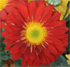 Chrysanthemum 'Pennine Club'