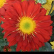 'Pennine Club' is a half-hardy perennial with a bushy habit.  Its divided foliage is dark-green.  In autumn it bears sprays of single, yellow-centred, deep orange-red flowers. Chrysanthemum 'Pennine Club' added by Shoot)