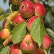  (19/09/2017) Malus 'Jelly King' added by Shoot)