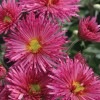 Chrysanthemum 'Pennine Flute'