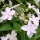  (28/09/2017) Hydrangea serrata 'Shirofuji' added by Shoot)