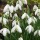  (30/09/2017) Galanthus nivalis 'Simplex' added by Shoot)