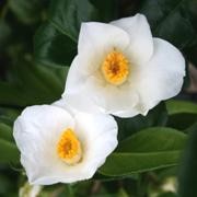  (02/10/2017) Camellia japonica 'Alba Simplex' added by Shoot)