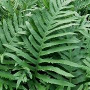  (02/10/2017) Polypodium 'Whitley Giant' added by Shoot)