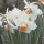  (02/10/2017) Narcissus 'Reggae' added by Shoot)
