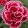  (03/10/2017) Dianthus 'Diantica Burgundy' added by Shoot)