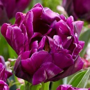  (03/10/2017) Tulipa 'Purple Peony' added by Shoot)