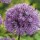  (03/10/2017) Allium aflatunense added by Shoot)