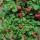  (04/10/2017) Rubus idaeus 'Ruby Falls' added by Shoot)