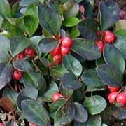  (09/10/2017) Gaultheria procumbens 'Red Baron' added by Shoot)