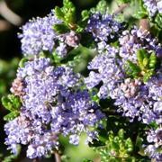  (10/10/2017) Ceanothus impressus  added by Shoot)