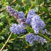  (10/10/2017) Ceanothus 'Frosty Blue' added by Shoot)