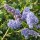  (10/10/2017) Ceanothus 'Frosty Blue' added by Shoot)