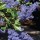  (10/10/2017) Ceanothus 'Gentian Plume' added by Shoot)