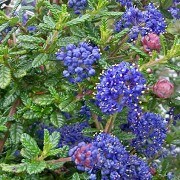  (10/10/2017) Ceanothus 'Julia Phelps' added by Shoot)