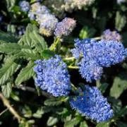  (10/10/2017) Ceanothus 'Joyce Coulter' added by Shoot)