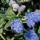 (10/10/2017) Ceanothus 'Joyce Coulter' added by Shoot)