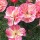  (10/10/2017) Eschscholzia californica 'Rose Chiffon' (Thai Silk Series) added by Shoot)