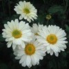 Chrysanthemum 'Pennine Polo'