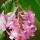  (18/10/2017) Ribes sanguineum var. glutinosum added by Shoot)