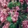  (18/10/2017) Ribes sanguineum var. glutinosum 'Spring Showers' added by Shoot)