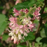  (18/10/2017) Ribes sanguineum var. glutinosum 'Pink Drops' added by Shoot)