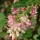  (18/10/2017) Ribes sanguineum var. glutinosum 'Pink Drops' added by Shoot)