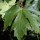  (18/10/2017) Acer macrophyllum added by Shoot)