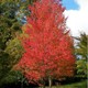 Acer rubrum 'Bowhall'
