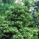 Cryptomeria japonica 'Giokuma'