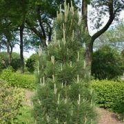  (25/10/2017) Pinus nigra 'Arnold Sentinel' added by Shoot)