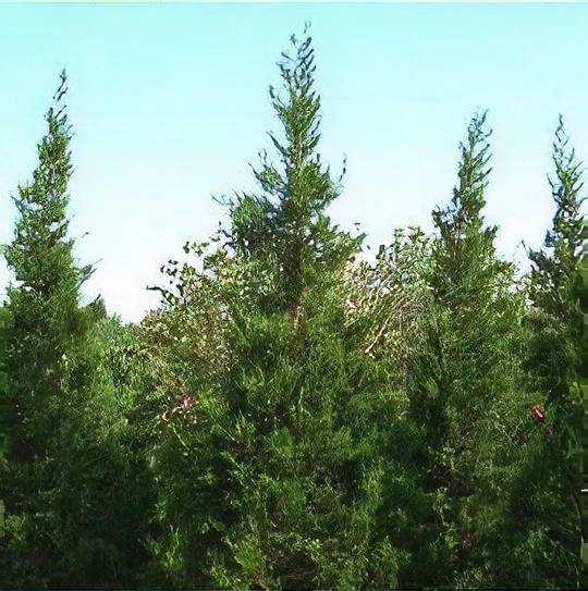 Juniperus chinensis 'Hetzii Columnaris'