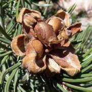  (26/10/2017) Pinus edulis  added by Shoot)