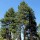  (21/10/2019) Pinus jeffreyi added by Shoot)