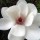 (30/10/2017) Magnolia 'David Clulow' added by Shoot)