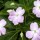  (31/10/2017) Impatiens sodenii added by Shoot)