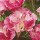  (01/11/2017) Eschscholzia californica 'Appleblossom Pink' (Thai Silk Series) added by Shoot)