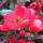  (08/11/2017) Chaenomeles speciosa 'Rubra Grandiflora' added by Shoot)