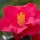  (08/11/2017) Camellia japonica 'Mars' added by Shoot)