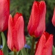 Tulipa 'Rose Emperor'