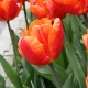 Tulipa 'Orange Monarch'