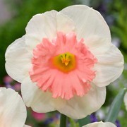  (13/11/2017) Narcissus 'Pink Parasol' added by Shoot)