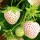  (13/11/2017) Fragaria x ananassa pineberry added by Shoot)