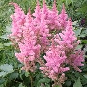  (15/11/2017) Astilbe chinensis added by Shoot)