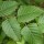  (16/11/2017) Betula nigra 'Cully' added by Shoot)