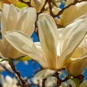  (16/11/2017) Magnolia 'Ivory Chalice' added by Shoot)