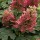  (16/11/2017) Hydrangea quercifolia 'Ruby Slippers' added by Shoot)