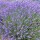  (27/11/2017) Lavandula angustifolia 'No 9' added by Shoot)